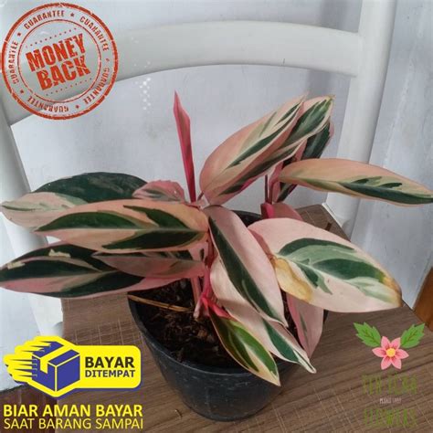 Jual Maranta Bali Calathea Multicolor Tanaman Hias Maranta Bali