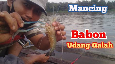 Mancing Babon Udang Galah Strike Terus Merasakan Sakitnya Dicapit