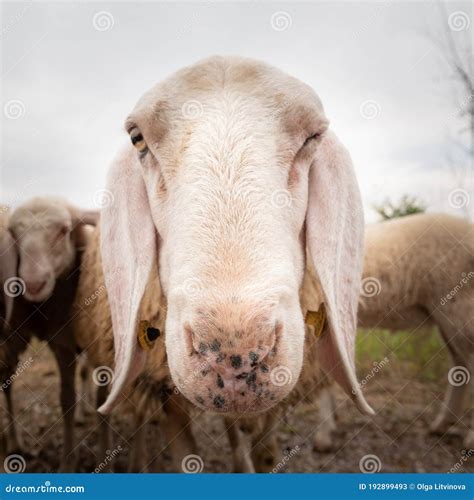 Close Up Of White A Sheep That Looking In Front Of The Camera Concept