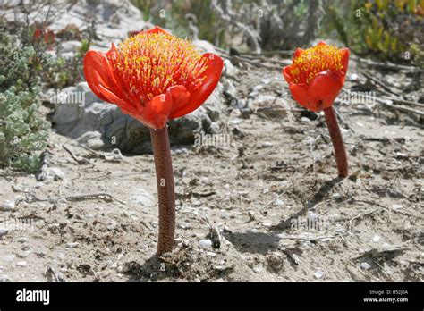 Western Red Lily Hi Res Stock Photography And Images Alamy