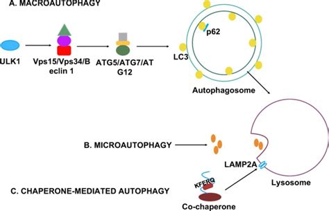 Nucleophagy From Homeostasis To Disease Abstract Europe Pmc