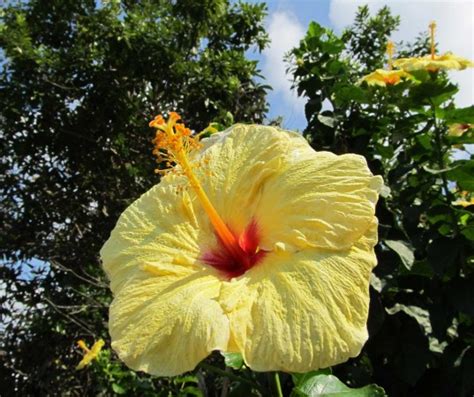 Hawaii Yellow Hibiscus - Hawaii Pictures