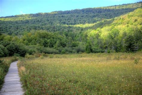 Cranberry Glades Botanical Area Atlas Obscura