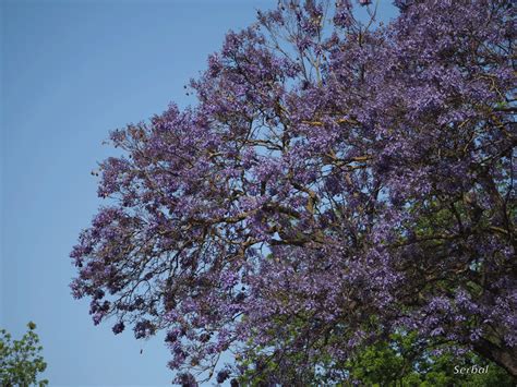 Jacaranda Mimosifolia Jacaranda Azul Naturaleza Para Todos