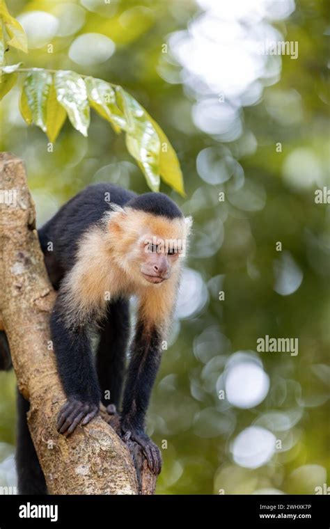 Colombian White Faced Capuchin Cebus Capucinus Manuel Antonio