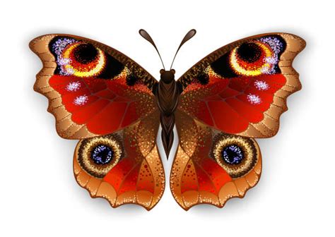 Butterfly With Eyes On Wings Stock Photos Pictures And Royalty Free