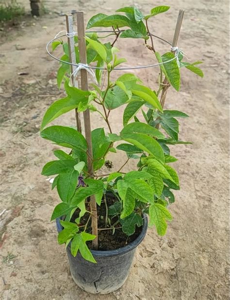 Full Sun Exposure Green Rakhi Bel Passiflora Herbal Plant At Rs 120