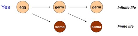 Germ Cell Differentiation Sex Determination And Gonad Development