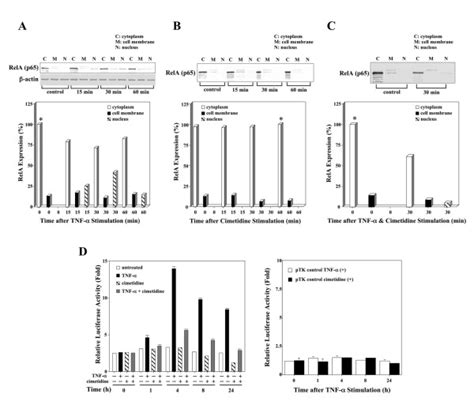 Effect of cimetidine on TNF α mediated NF κB activation in HSG cells A