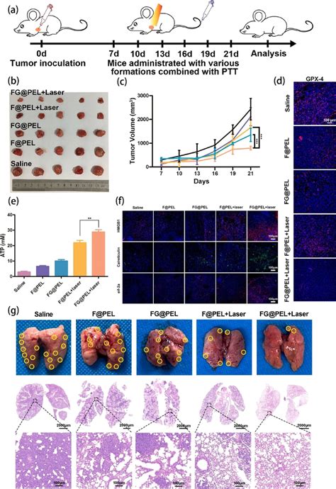 Fgpel Based Ptt For Inhibiting Tumor Progression And Lung Metastasis