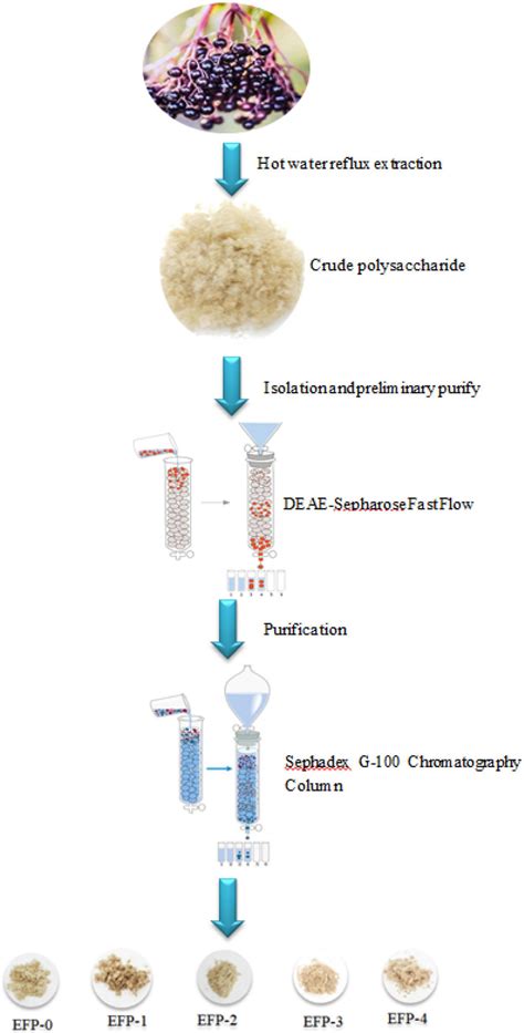 Frontiers Extraction Isolation Structural Characterization And Antioxidant Activity Of