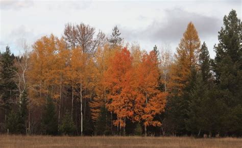 Along Libby Creek - Libby News, Montana