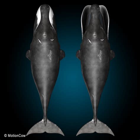 Bowhead Whale Motioncow