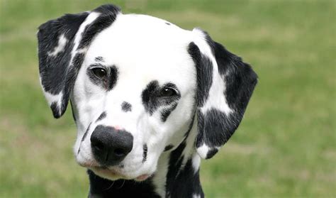 dalmatian Dog Breed Pictures - Dog Breeders Guide