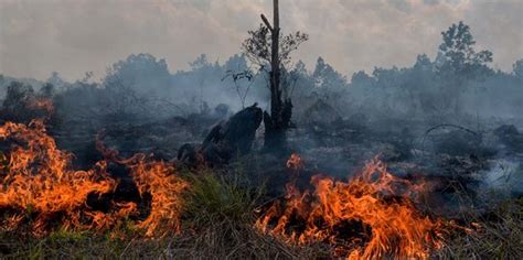 KLHK Perkuat 3 Strategi Cegah Kebakaran Hutan Dan Lahan Merdeka