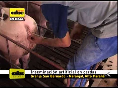 Inseminaci N Artificial En Cerdos Youtube