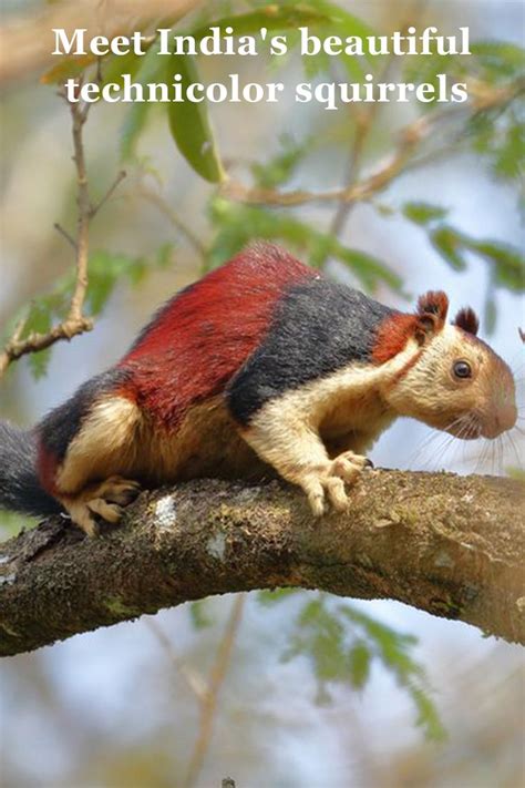 Meet Indias Beautiful Technicolor Squirrels Baby Animals Cute