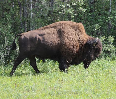 Wood Buffalo National Park – CPAWS NWT