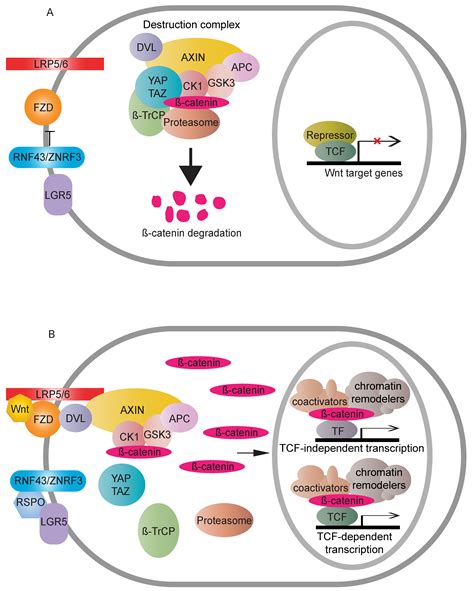 Cells Free Full Text Transcriptional Regulation of Wnt β Catenin