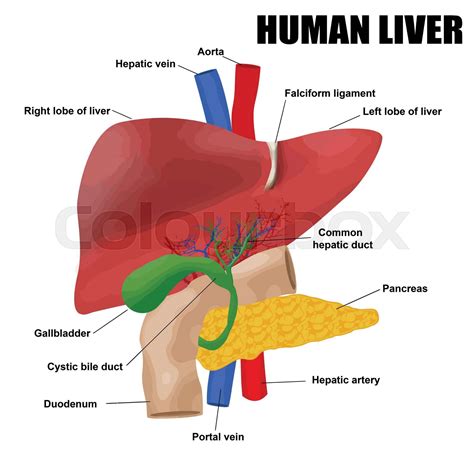 Anatomyof The Human Liver Stock Vector Colourbox