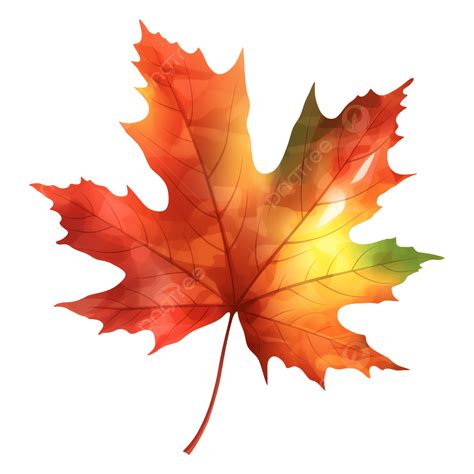 Maple Leaf Illustration Transparent Png Svg Vector File