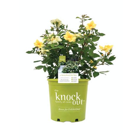 Knock Out Gal Sunny Knock Out Rose Bush With Yellow Flowers