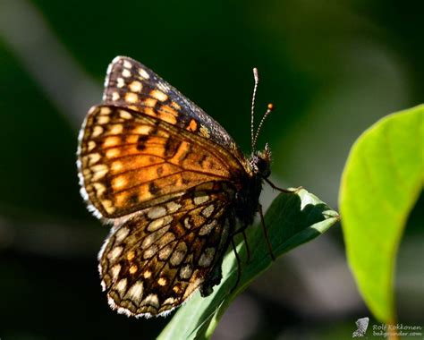 Fj Ril Rolfs Naturfotoblogg Sida