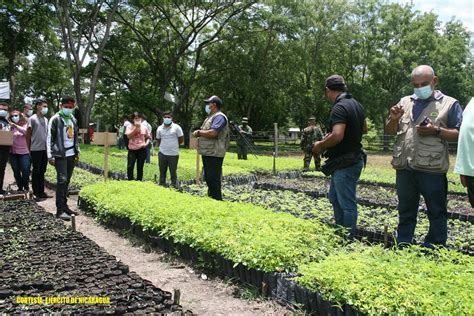 Ejército de Nicaragua participa en la inauguración de vivero forestal