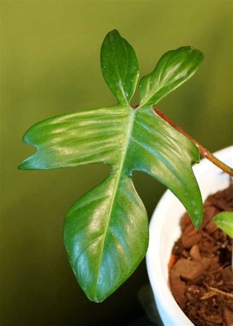 Philodendron Florida Ghost Care And Propagation Sprouts And Stems