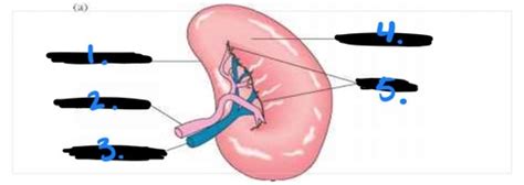 Chapter Quiz Sectional Anatomy Flashcards Quizlet