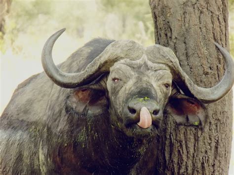 Days Tarangire National Park And Ngorongoro Crater Mid Range