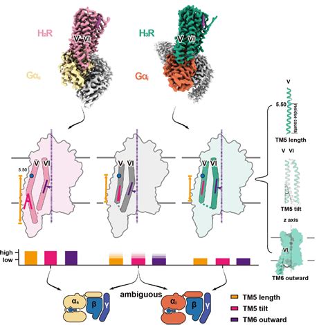 Advanced Science Gpcr G