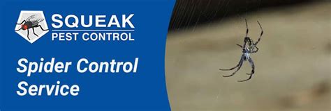 Spider Control Brisbane 0482077672 Professional Pest Exterminators