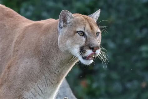 Interesting Facts About Cougars The Fourth Largest Cat In The World