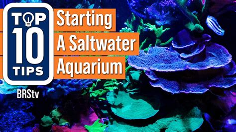 Top Simple Beginner Tips For Starting A Saltwater Reef Aquarium Setup Youtube