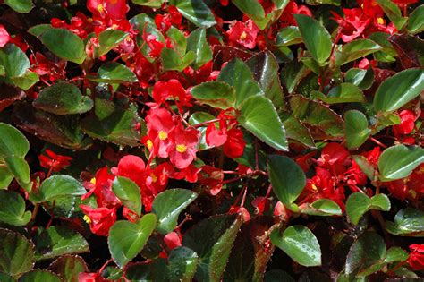 Big® Red Green Leaf Begonia Begonia Big Red Green Leaf In Oklahoma City Edmond Norman Moore