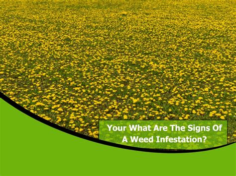 What Are The Signs Of A Weed Infestation
