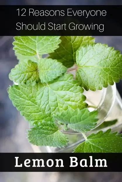 Lemon Balm Benefits Lemon Balm Uses Lemon Balm Plant Oil Benefits