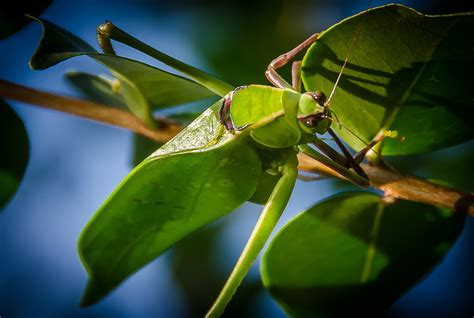 Katydid (Tettigoniidae) - The Lazy Naturalist - Sarasota, Florida