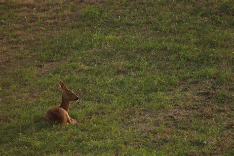 Biche Jolie biche qui prend le temps dapprécier le couch Flickr