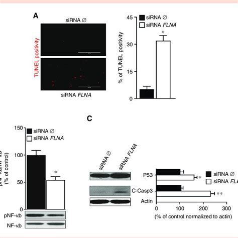 Expression Of FLNA In Human NB Cells Protects Against Apoptosis A