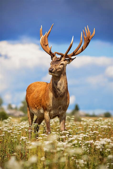«Благородный олень (Cervus elaphus) – млекопитающее семейства оленей ...