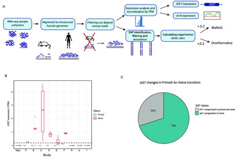 Primed And Naïve Hesc Analysis And Xist Expression A Schematic Download Scientific Diagram