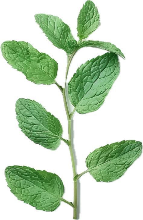 Fresh Green Mint Leaves On Stem 45932076 Png