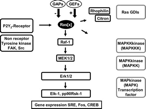 The Extracellular Signal Regulated Kinases Erks Also Known As Download Scientific Diagram