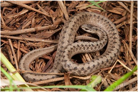 Midland Brown Snake Storeria Dekayi Wrightorum A Pregnan Flickr