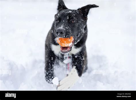 Black Lab Border Collie Mix All Black