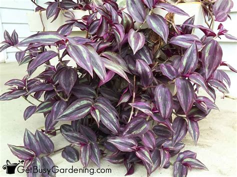 Wandering Jew Plant Care Complete Growing Guide Get Busy Gardening