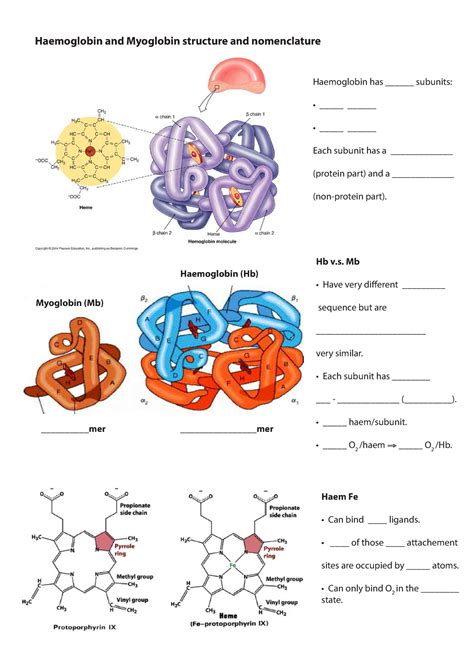 Q A Sessions Worksheets Haemoglobin And Myoglobin Structure And