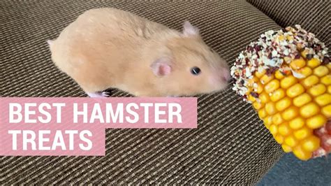 Best Treats For Hamsters Hamster Guru